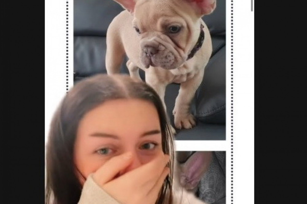 "KUPILA SAM ŠTENE BEŽ FRANCUSKOG BULDOGA ZA 916 EVRA": Kada joj je pas stigao u dom, zaprepastila se onim što je videla (VIDEO)