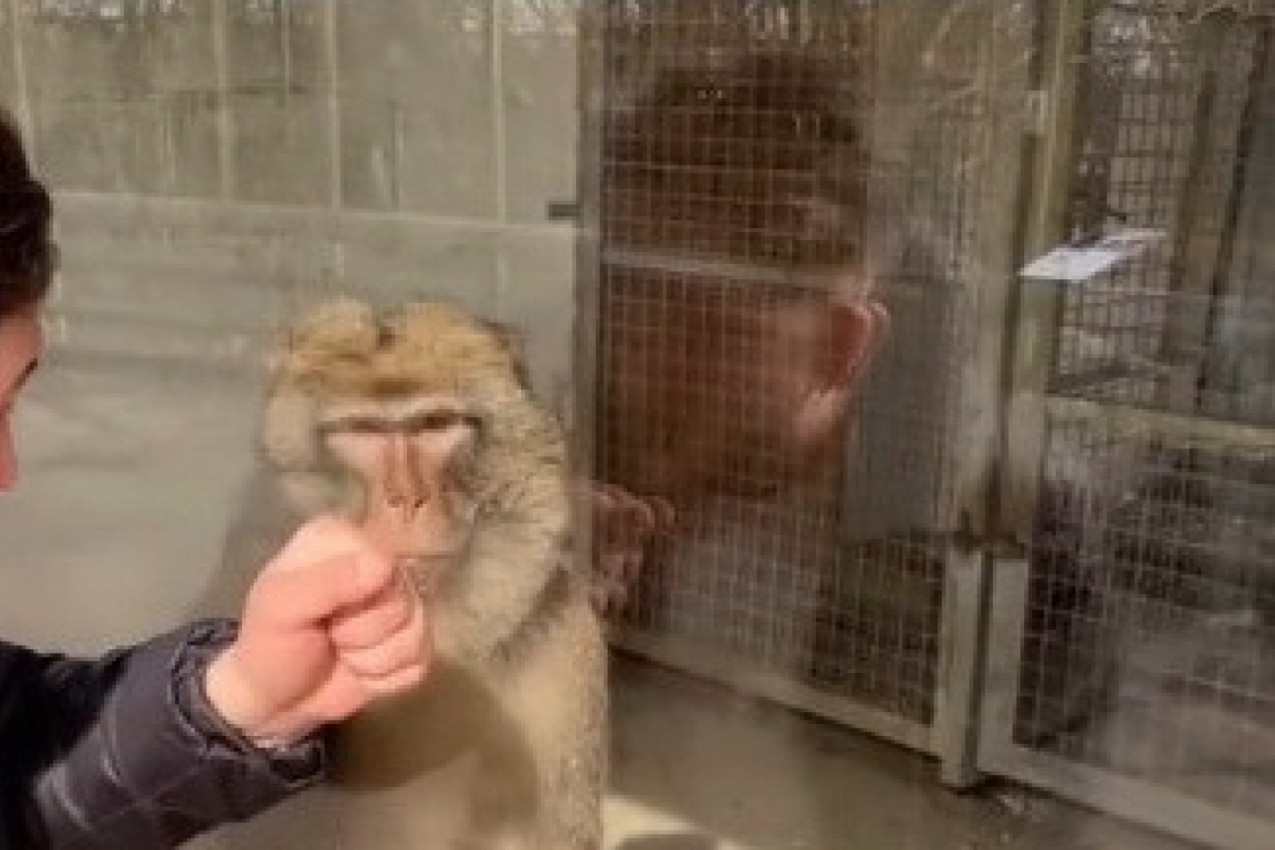 HTEO JE DA ISPROVOCIRA MAJMUNA U KAVEZU, NJEGOVA REAKCIJA GA JE POTPUNO ZATEKLA: Životinja nije bila raspoložena za igranje sa posetiocima (VIDEO)