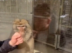 HTEO JE DA ISPROVOCIRA MAJMUNA U KAVEZU, NJEGOVA REAKCIJA GA JE POTPUNO ZATEKLA: Životinja nije bila raspoložena za igranje sa posetiocima (VIDEO)