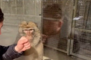 HTEO JE DA ISPROVOCIRA MAJMUNA U KAVEZU, NJEGOVA REAKCIJA GA JE POTPUNO ZATEKLA: Životinja nije bila raspoložena za igranje sa posetiocima (VIDEO)