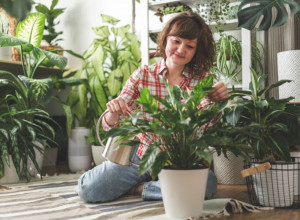 OPREZNO SA OVOM BILJKOM AKO JE IMATE U DOMU: Izaziva plikove i oticanje usana i jezika, posebno je opasna za decu i kućne ljubimce