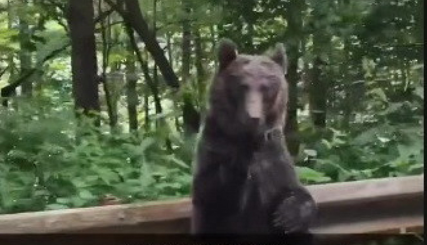 VOZILI SU SE PUTEM KADA SE PRED NJIMA POJAVIO MEDVED! Očekivali su da ih napadne ali ono što je učinio izmamilo im je osmeh na lice (VIDEO)