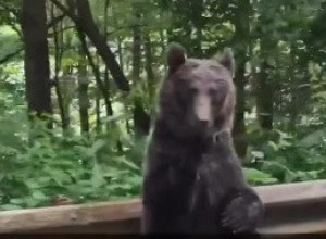 VOZILI SU SE PUTEM KADA SE PRED NJIMA POJAVIO MEDVED! Očekivali su da ih napadne ali ono što je učinio izmamilo im je osmeh na lice (VIDEO)