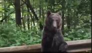 VOZILI SU SE PUTEM KADA SE PRED NJIMA POJAVIO MEDVED! Očekivali su da ih napadne ali ono što je učinio izmamilo im je osmeh na lice (VIDEO)