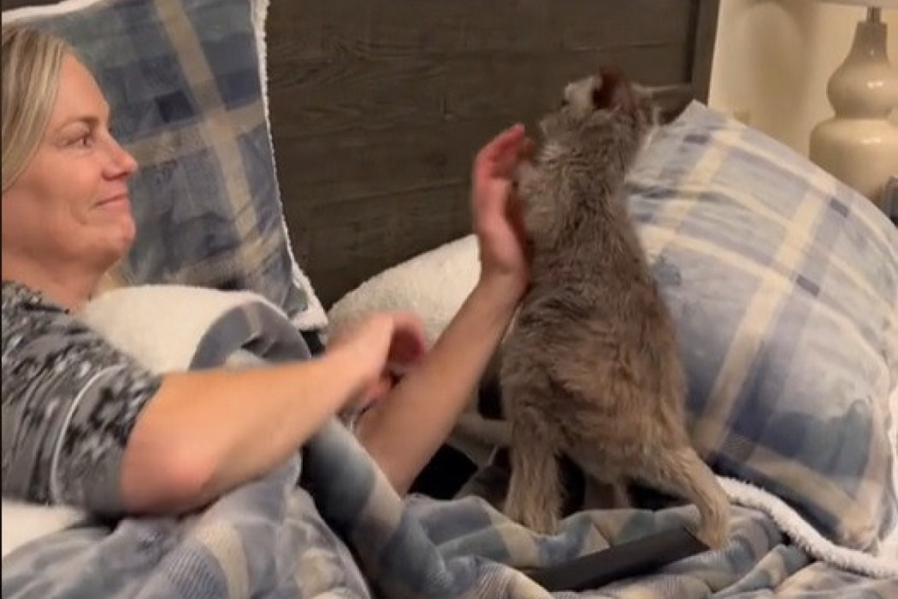 PROBUDILO JE SKAKUTANJE PO KREVETU: Neobičan ljubimac jedne žene izazvao je brojne polemike na mrežama, komentari ne prestaju