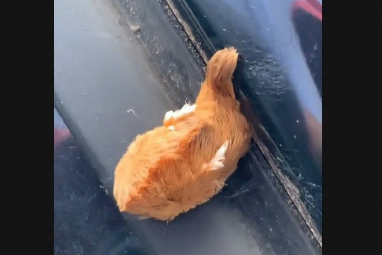 NEOBIČNO STVORENJE POJAVILO IM SE NA HAUBI AUTOMOBILA: Nakon prvobitnog šoka na internetu su saznali da se ih vreba opasnost! (VIDEO)