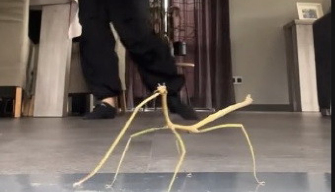 DA LI STE IKADA VIDELI OVAKVU ŽIVOTINJU: Ljudi u neverici, pitaju se da li je stvorenje živo ili igračka koja pleše! (VIDEO)