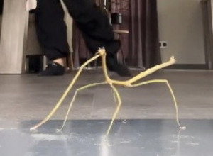 DA LI STE IKADA VIDELI OVAKVU ŽIVOTINJU: Ljudi u neverici, pitaju se da li je stvorenje živo ili igračka koja pleše! (VIDEO)