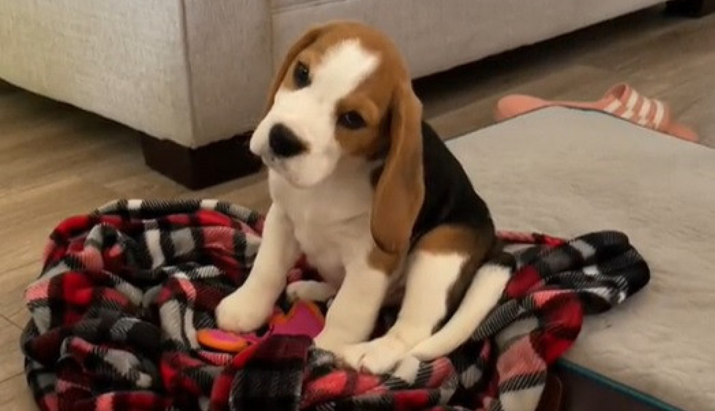 MALENO ŠTENE BIGLA ZVEZDA DRUŠTVENIH MREŽA: Njegov prvi odlazak na plažu je nešto najslađe što ste ikad videli (VIDEO)