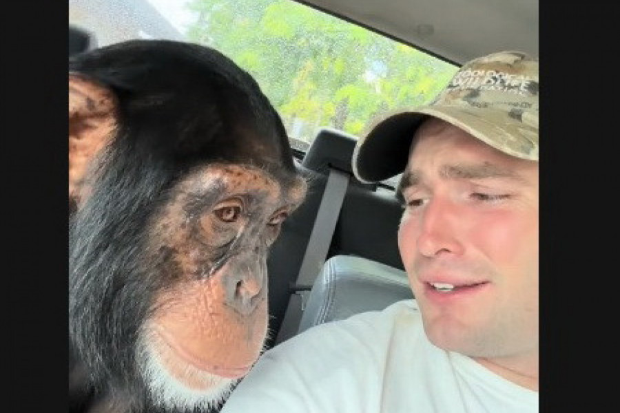 MLADIĆ SE VOZIO KOLIMA SA ŠIMPANZOM, A ONDA JE ZATRAŽILA JEDNU STVAR OD NJEGA: O ponašanju ove životinje priča ceo svet, kako je ovo moguće? (VIDEO)