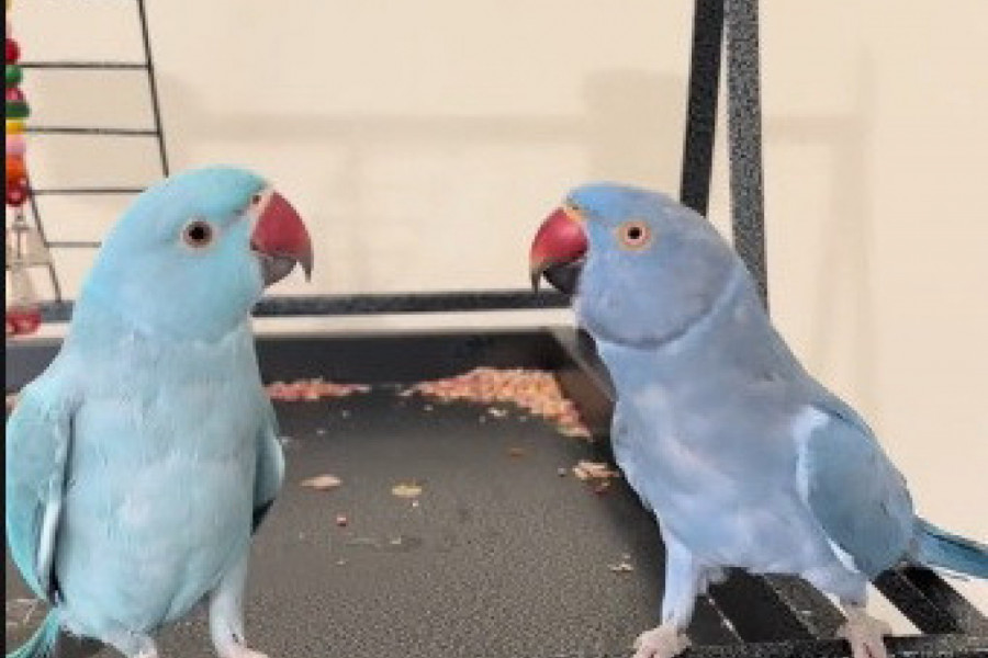 PAPAGAJI KOJI SU SVIMA RASTOPILI SRCE! Evo kako su se sporazumeli za jedan poljubac! (VIDEO)