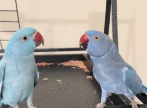 PAPAGAJI KOJI SU SVIMA RASTOPILI SRCE! Evo kako su se sporazumeli za jedan poljubac! (VIDEO)