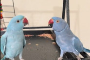 PAPAGAJI KOJI SU SVIMA RASTOPILI SRCE! Evo kako su se sporazumeli za jedan poljubac! (VIDEO)