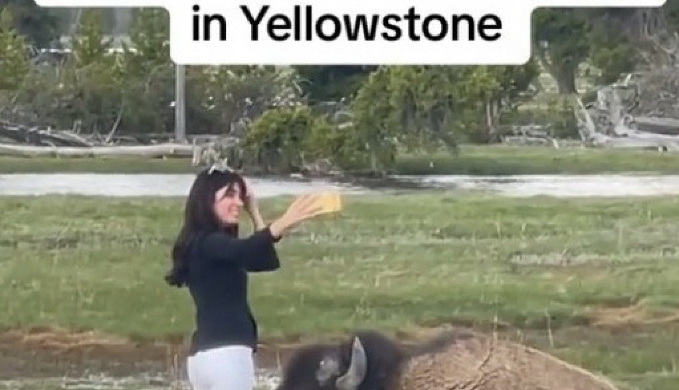 PRESKOČILA JE OGRADU ZOO PARKA I UŠLA KOD OPASNOG BIZONA: Ono što se potom desilo izazvalo je buru, ugrozila je život ni ne sluteći šta može da se desi (VIDEO)