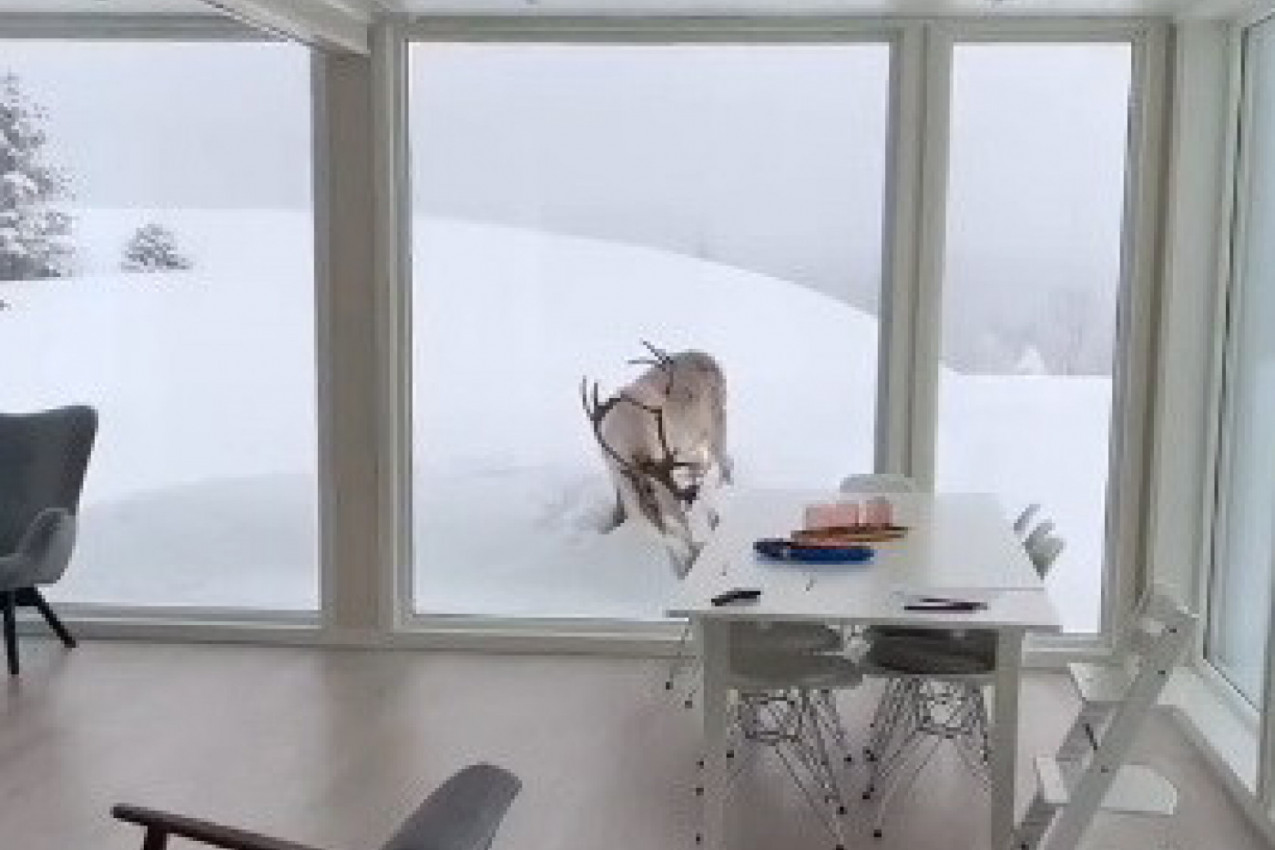 DA LI BISTE RADILI U OVAKVOJ KANCELARIJI? Umesto nervoznog šefa i stranaka, ovaj mladić ima veoma zanimljivog gosta (VIDEO)