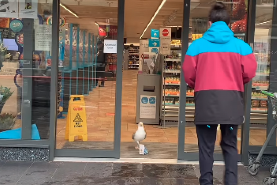 OVAKVOG LOPOVA JOŠ NISTE VIDELI: Opušteno je ušetao u prodavnicu, pokupio šta mu treba sa police i izašao kao da se ništa nije dogodilo! (VIDEO)