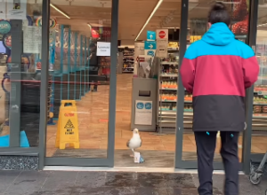 OVAKVOG LOPOVA JOŠ NISTE VIDELI: Opušteno je ušetao u prodavnicu, pokupio šta mu treba sa police i izašao kao da se ništa nije dogodilo! (VIDEO)