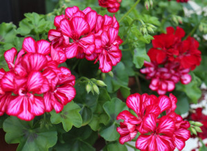 Rastvor za muškatle zbog kojih će biti raskošne i pune cvetova sve do prvih mrazeva (FOTO)