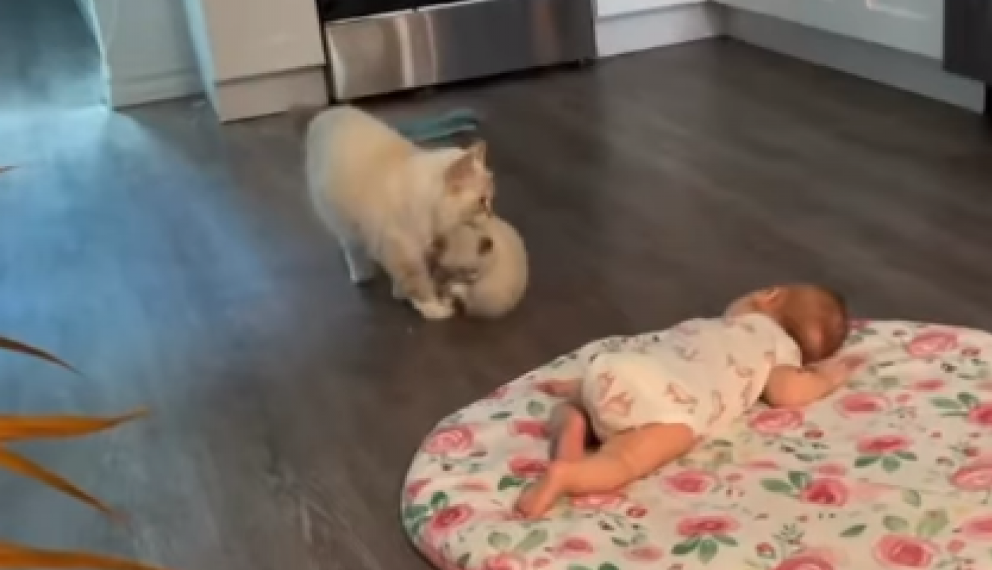 BEBA JE BEZBRIŽNO SPAVALA KADA JOJ JE PRIŠLA MAČKA: Emotivna scena koja je mnoge raznežila komentari su se samo nizali! (FOTO+VIDEO)