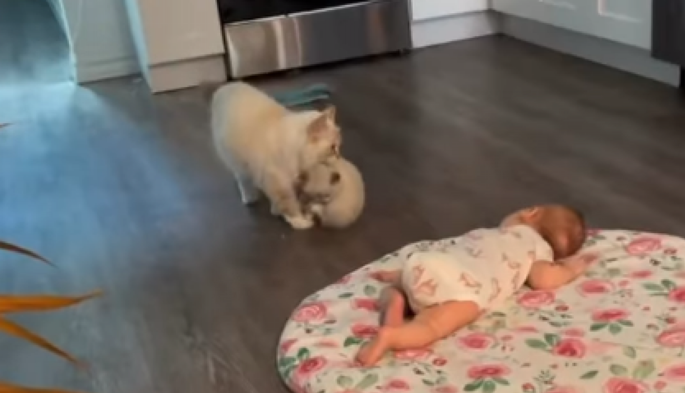 BEBA JE BEZBRIŽNO SPAVALA KADA JOJ JE PRIŠLA MAČKA: Emotivna scena koja je mnoge raznežila komentari su se samo nizali! (FOTO+VIDEO)