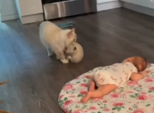 BEBA JE BEZBRIŽNO SPAVALA KADA JOJ JE PRIŠLA MAČKA: Emotivna scena koja je mnoge raznežila komentari su se samo nizali! (FOTO+VIDEO)