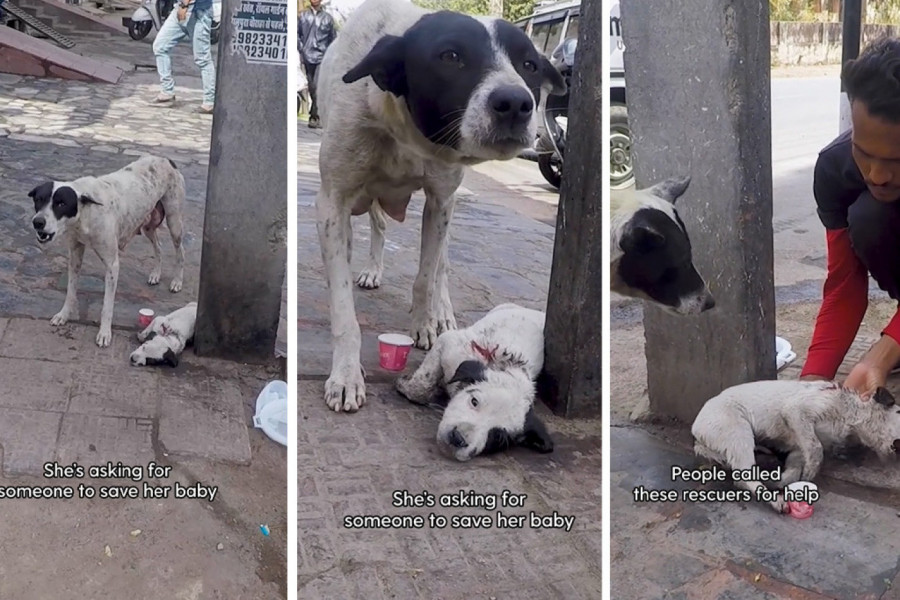 SNIMAK KOJI DIRA PRAVO U SRCE I TERA SUZE NA OČI: Kuja je zapomagala pored povređenog šteneta tražeći pomoć ljudi! (VIDEO)