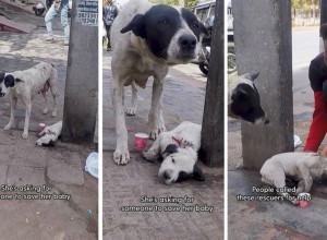 SNIMAK KOJI DIRA PRAVO U SRCE I TERA SUZE NA OČI: Kuja je zapomagala pored povređenog šteneta tražeći pomoć ljudi! (VIDEO)