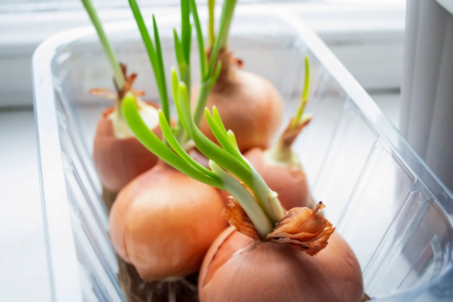 DA LI JE BEZBEDNO JESTI PROKLIJAO LUK: Ako primetite ove znakove a uz to i čudno miriše odmah da bacite u kantu