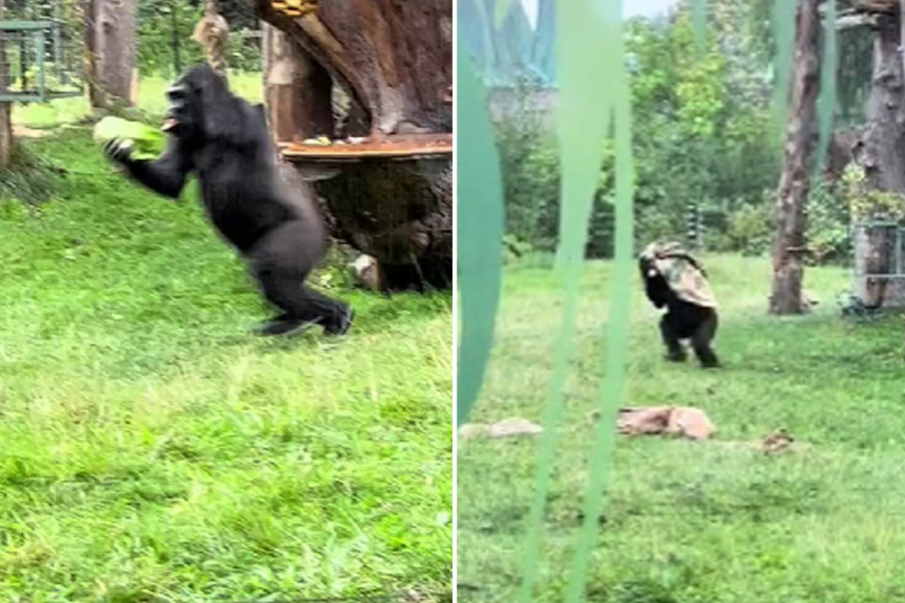 POČEO JE SNAŽAN PLJUSAK, A REAKCIJA OVIH MAJMUNA NASMEJALA JE SVET: Ono što su uradili tokom sklanjanja od nevremena izazvalo je hiljade komentara (VIDEO)