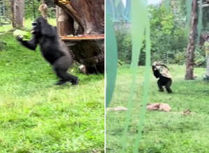 POČEO JE SNAŽAN PLJUSAK, A REAKCIJA OVIH MAJMUNA NASMEJALA JE SVET: Ono što su uradili tokom sklanjanja od nevremena izazvalo je hiljade komentara (VIDEO)