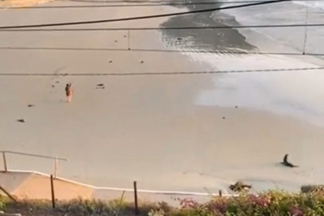 LJUDI SU GLEDALI U NEVERICI SCENU NA PLAŽI: Žena je uživala na obali, a onda je iz vode ka njoj pojurila opasnost(VIDEO)