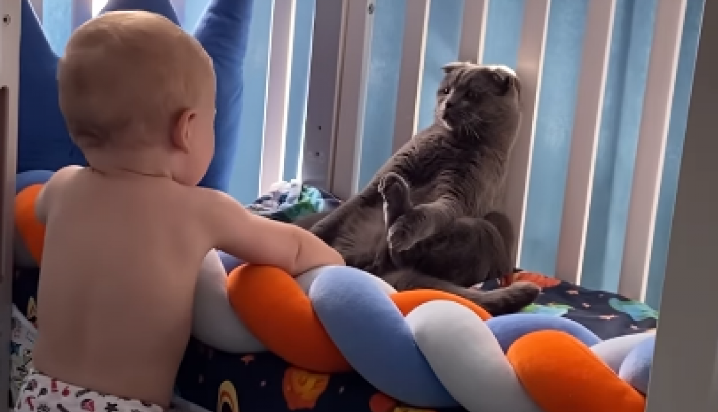 MNOGI SU U DILEMI DA LI JE U PITANJU IGRAČKA ILI ŽIVOTINJA: Urnebesna reakcije jedne mačke kad joj se približi dečak do suza nasmejala ljude na mrežama! (VIDEO)