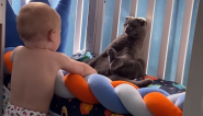 MNOGI SU U DILEMI DA LI JE U PITANJU IGRAČKA ILI ŽIVOTINJA: Urnebesna reakcije jedne mačke kad joj se približi dečak do suza nasmejala ljude na mrežama! (VIDEO)