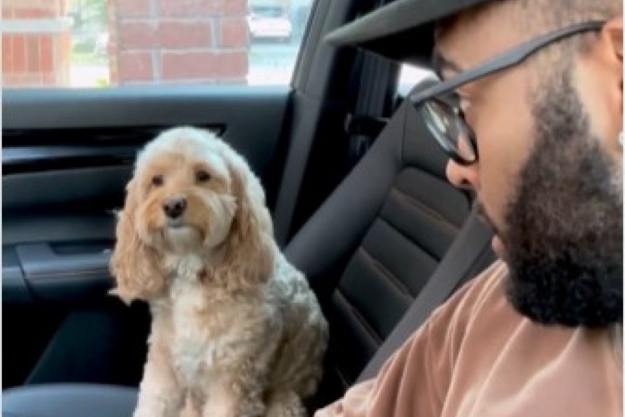 LUNA JE PSIĆ KOJI MISLI DA JE U PROŠLOM ŽIVOTU BILA ČOVEK: Ovaj snimak videlo je 28 miliona ljudi, svi u neverici pričaju o onome što je uradila (VIDEO)