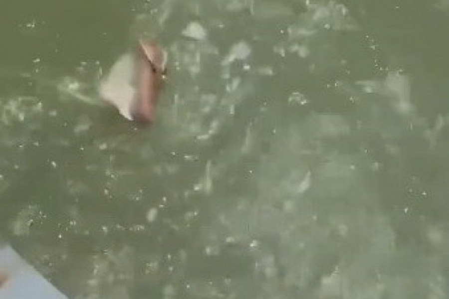 POVUKAO JE UDICU IZ VODE I IZVUKAO NEOBIČNO STVORENJE: Na palubi je usledila drama a šokirani pecaroš je odmah priskočio u pomoć! (VIDEO)