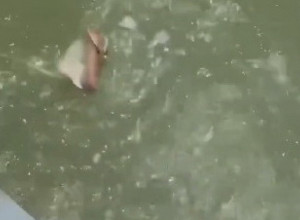 POVUKAO JE UDICU IZ VODE I IZVUKAO NEOBIČNO STVORENJE: Na palubi je usledila drama a šokirani pecaroš je odmah priskočio u pomoć! (VIDEO)