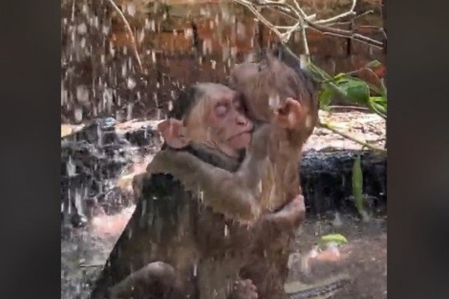 "BOŽE, DAJ MI OVAKVU LJUBAV": Zagrljaj dva majmuna na kiši izazvao lavinu emocija na društvenim mrežama! (VIDEO)