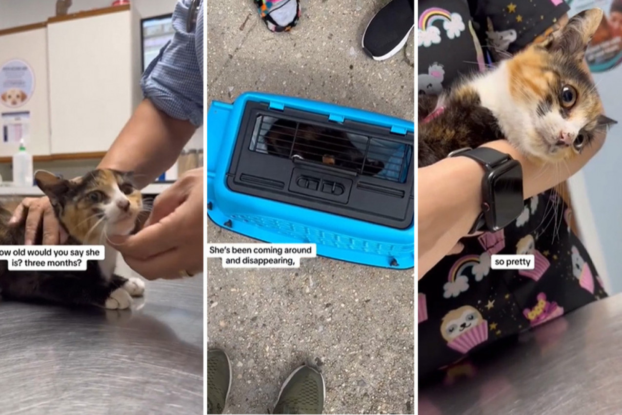 MALENO MAČE LEŽALO JE SKLUPČANO DRHTEĆI OD STRAHA I HLADNOĆE: Spas je stigao u poslednji čas, a njegova sudbina dirnula je mnoga srca! (VIDEO)