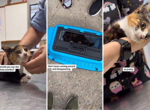 MALENO MAČE LEŽALO JE SKLUPČANO DRHTEĆI OD STRAHA I HLADNOĆE: Spas je stigao u poslednji čas, a njegova sudbina dirnula je mnoga srca! (VIDEO)