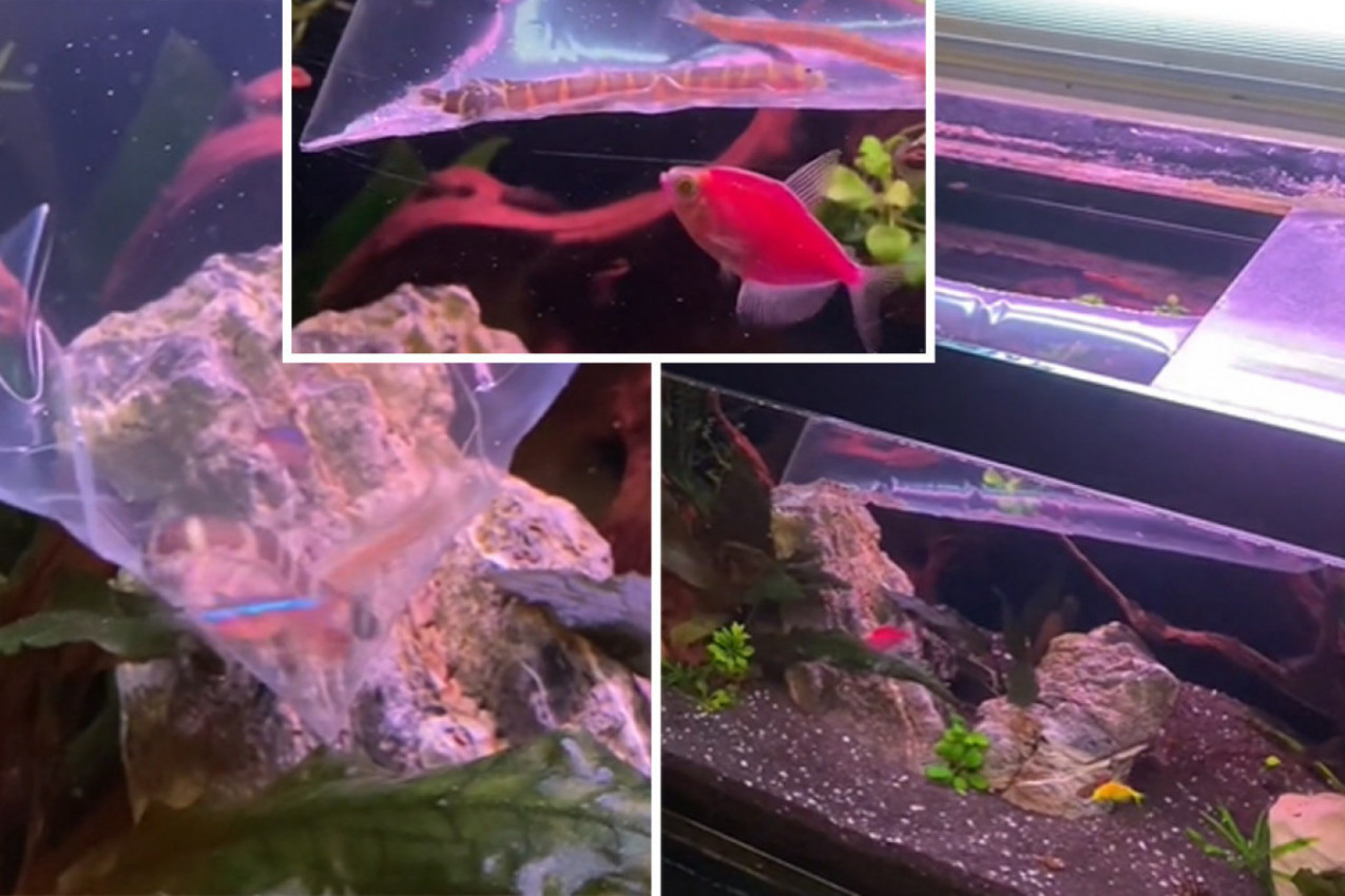 KAKO SE UBACUJU RIBICE U AKVARIJUM: Sa sve kesom ih je spustio u vodu  a onda je otkrio tajnu zašto to radi (VIDEO)