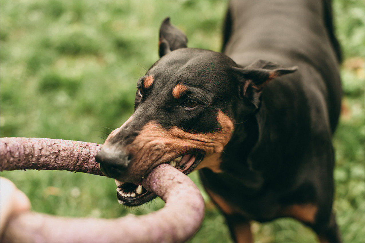 KAKO SE ODBRANITI OD AGRESIVNOG PSA: Samo dve reči mogu da vas spasu, a ovo nikako nemojte raditi!