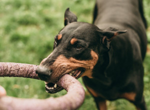 KAKO SE ODBRANITI OD AGRESIVNOG PSA: Samo dve reči mogu da vas spasu, a ovo nikako nemojte raditi!