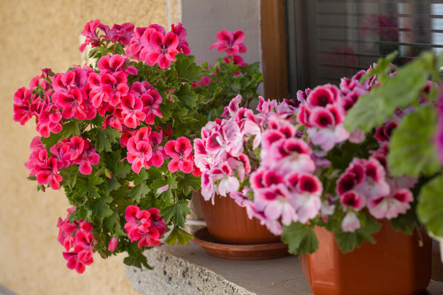 KAKO SAČUVATI MUŠKATLE PREKO ZIME: Korak po korak kako da ih pripremite za mirovanje do proleća (FOTO)