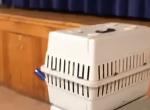 PLAČ NEUTEŠNE BEBE DOPIRAO JE PRAVO IZ KAVEZA: Čovek je brzo prišao kako bi izbavio dete, ali ono što je zatekao unutra ga je zapanjilo! (VIDEO)