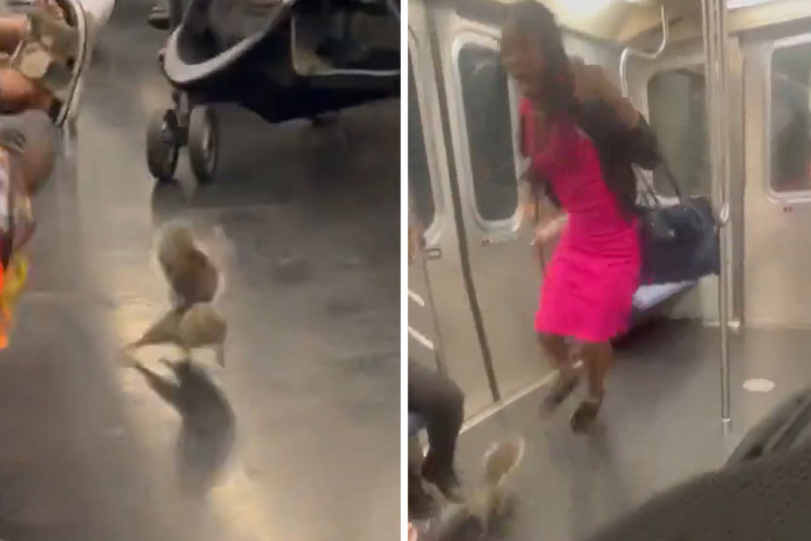 VOZILI SU SE GRADSKIM PREVOZOM, A ONDA JE USLEDILA DRAMA: Ovo stvorenje je protrčalo kroz metro, a preplašeni putnici nisu znali gde će! (VIDEO)
