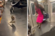 VOZILI SU SE GRADSKIM PREVOZOM, A ONDA JE USLEDILA DRAMA: Ovo stvorenje je protrčalo kroz metro, a preplašeni putnici nisu znali gde će! (VIDEO)