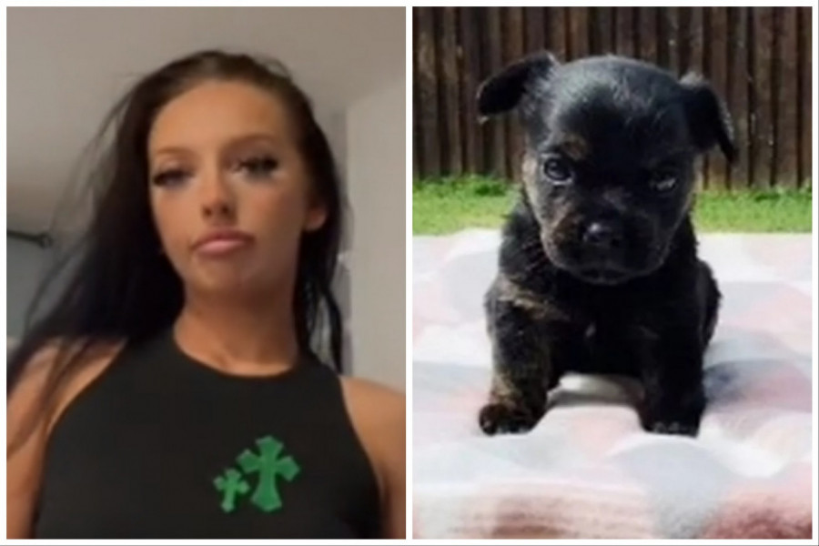 MISLILA JE DA JE KUPILA ČISTOKRVNO ŠTENE FRANCUSKOG BULDOGA: "Platila sam ga 700 evra, a izraslo je u ovo!" (FOTO+VIDEO)