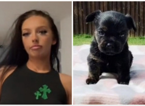 MISLILA JE DA JE KUPILA ČISTOKRVNO ŠTENE FRANCUSKOG BULDOGA: "Platila sam ga 700 evra, a izraslo je u ovo!" (FOTO+VIDEO)