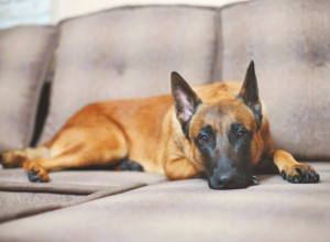 OVAKO RAZMAŽENOG PSA NIKAD NISTE VIDELI: Nije hteo da pipne granule sve dok gazdarica nije uzela da ih podgreje! (VIDEO)