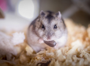 LJUDI GLEDAJU I NE VERUJU KAKO HRČAK ISKAZUJE LJUBAV: Ovaj snimak je raznežio internet, a nekoliko dana kasnije vlasnica je bila u suzama! (VIDEO)